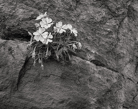Primrose #1