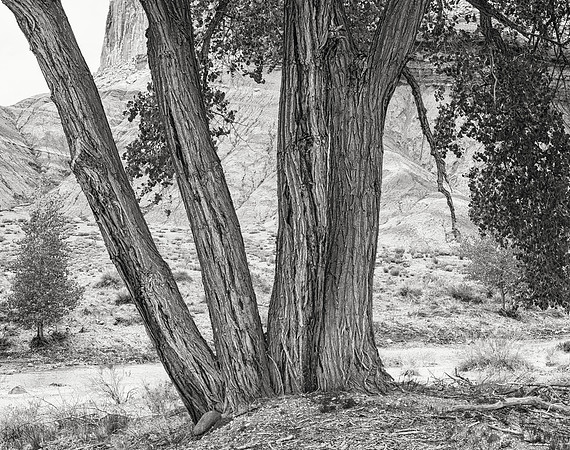 Cottonwoods #3, Capitol Reef, 2015