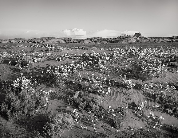 Desert of Primroses