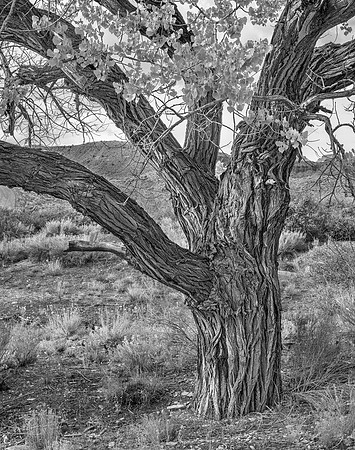 Cottonwood #3, Capitol Reef, 2015