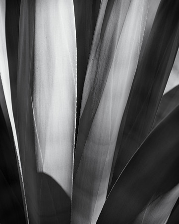 Agave Cactus #1, Scottsdale, 2014