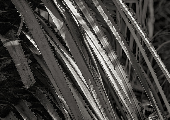 Palm Thorns, Coachella Valley