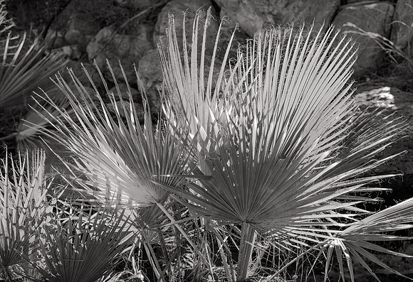 Palm Fronds #2, Coachella Valley
