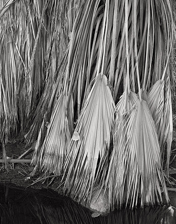 Hanging Palm Fronds #1, Coachella Valley