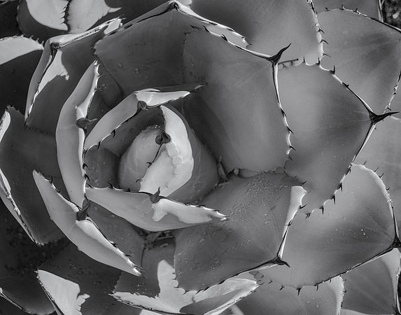 Agave Cactus #4, Coachella Valley