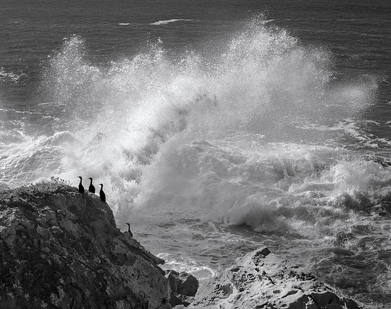 Cormorants #1, Sonoma, 2015