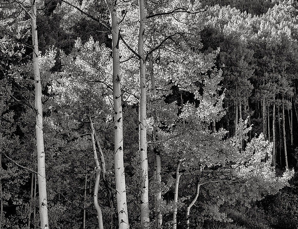 Aspens in Beaver Creek #2, Avon/Beaver Creek