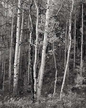Leaning Aspens, Beaver Creek, 2014