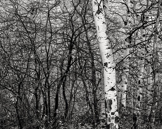 Bear Claw Marks, 2014