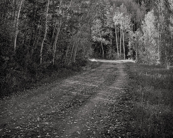 Road Through the Aspens #1, 2014