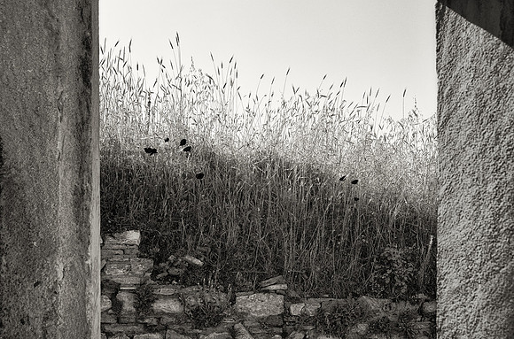Poppies and Grasses, Ephesus