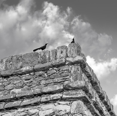 Grackles on the Scorpion Temple #2, Cancún, 2015