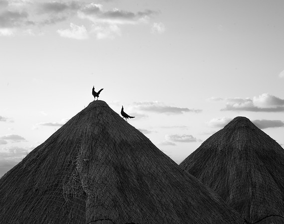 Grackles Greet the Dawn #2, Cancún, 2015
