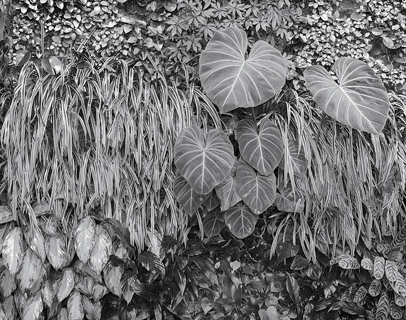Interior Landscape, Vancouver