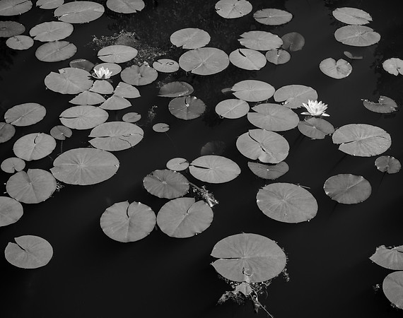 Lily Pond #1, Washington Park Arboretum, 2015