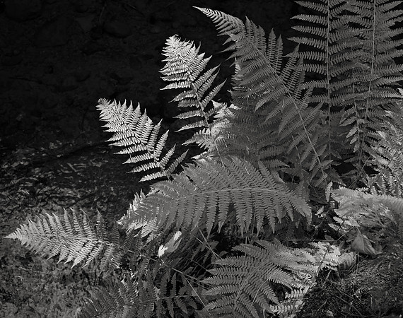 Along the Irrigation Canal #3, Nevada City, 2015