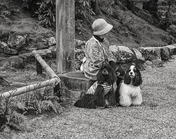 Two Dogs, Kyoto, 2016
