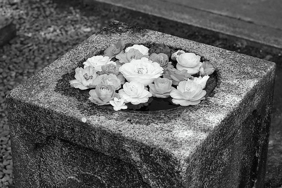 Camellias, Kumanonyakuōji, 2016