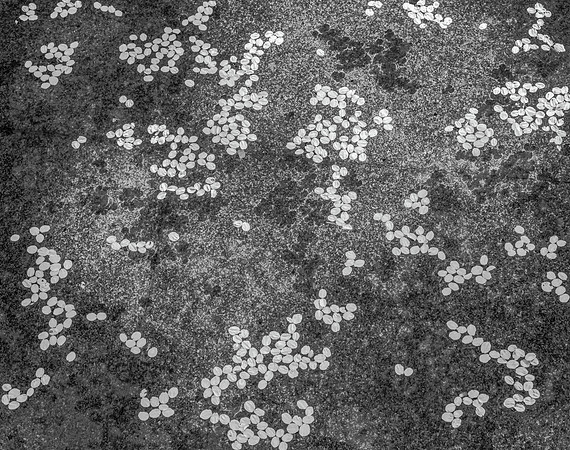 Cherry Blossom Petals No. 1, Tokyo National Museum, 2016