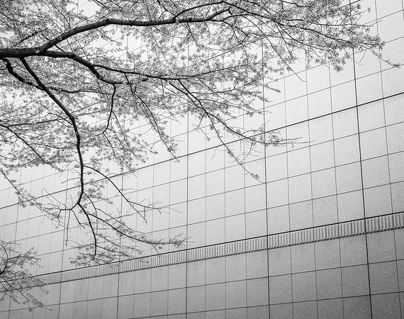 Cherry Blossoms No. 4, Tokyo National Museum, 2016