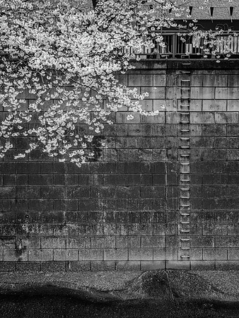 Cherry Blossoms No. 12, Meguro River, 2016