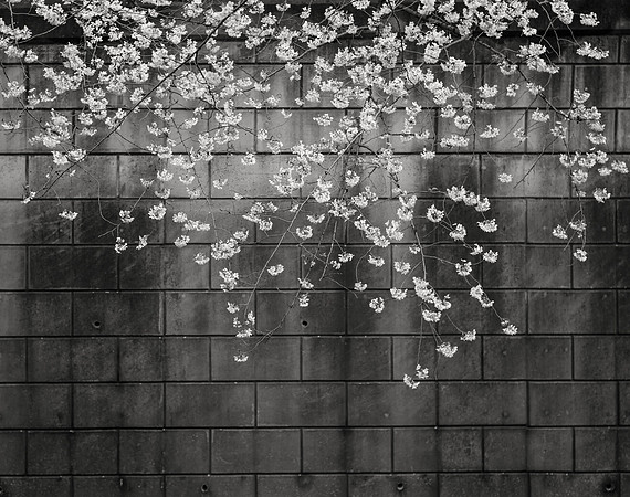 Cherry Blossoms No. 13, Meguro River, 2016