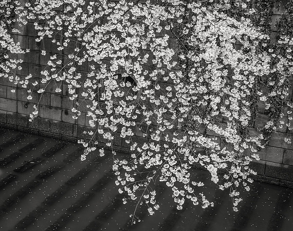 Cherry Blossoms No. 11, Meguro River, 2016