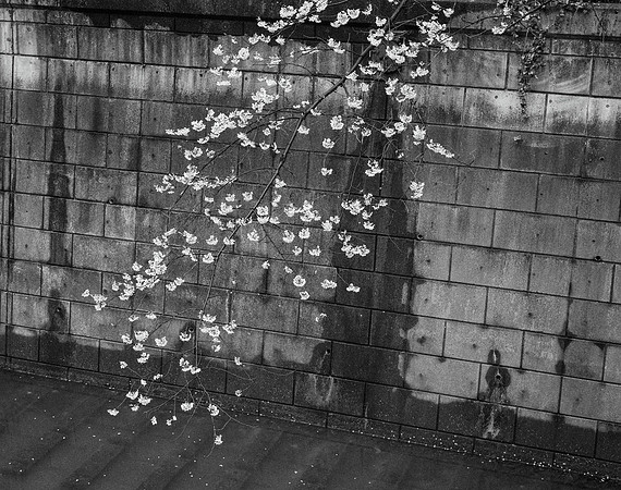 Cherry Blossoms No. 6, Meguro River, 2016