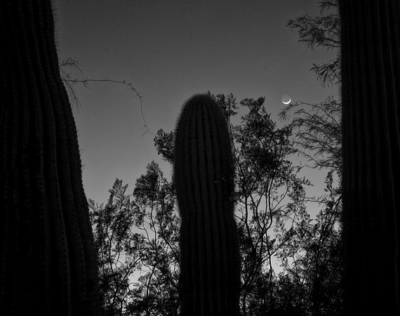 Crescent Moon, Desert Botanical Garden, 2016