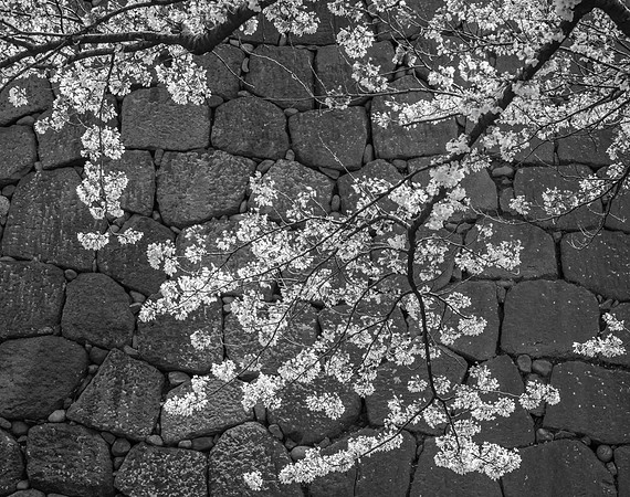Cherry Blossoms No. 3, Kanazawa Castle, 2016