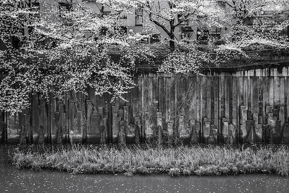 Cherry Blossoms No. 15, Meguro River, 2016