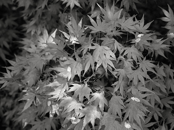 Leaves, Ryōan-ji, 2016