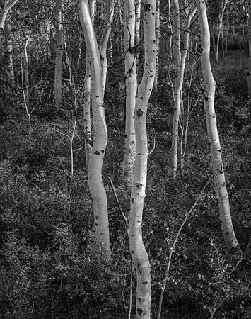 Aspens No. 3, Daybreak Ridge, 2020