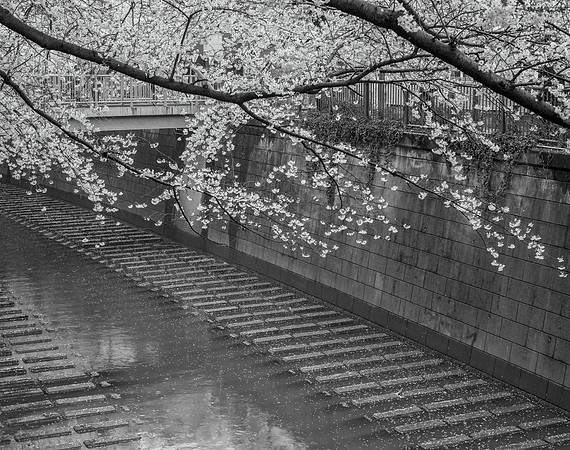 Cherry Blossoms No. 5, Meguro River, 2016