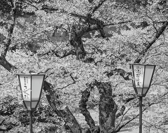 Cherry Blossoms No. 5, Kenroku-en Garden, 2016