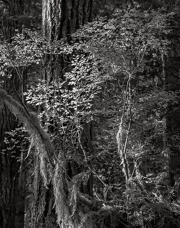 Rain Forest No. 1, Crescent Lake, 2017