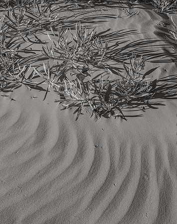 Sand Ripples, Coral Pink Sand Dunes, 2017