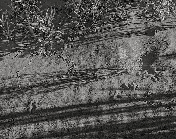 Tracks, Coral Pink Sand Dunes, 2017