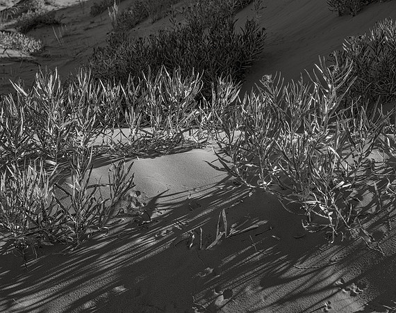 Dune, Coral Pink Sand Dunes, 2017