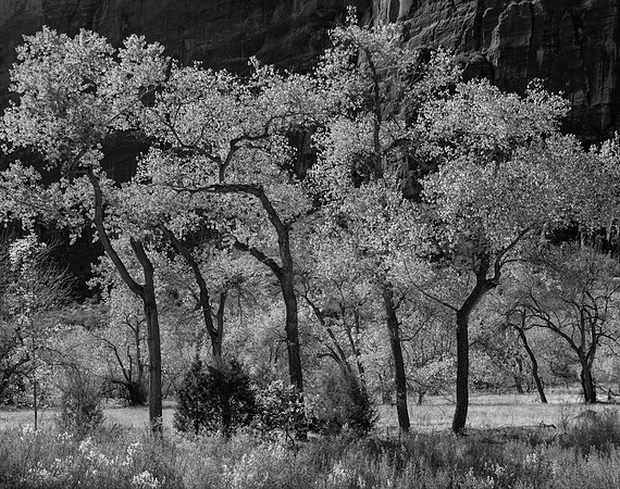 Cottonwoods No. 4, Zion, 2017