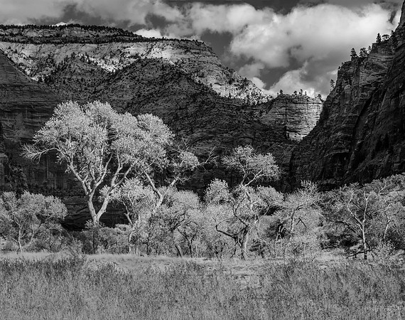 Cottonwoods No. 6, Zion, 2017