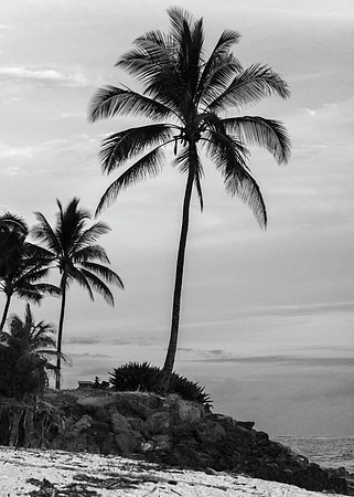 Palm Trees, Waialua Beach, 2016