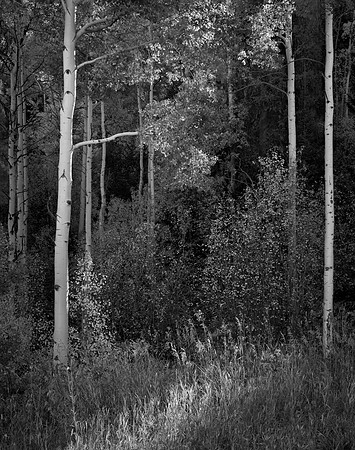 Aspens No. 1, Beaver Creek, 2019