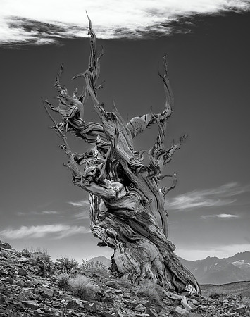 Dead Bristlecone Pine, White Mountains Discovery Trail, 2021