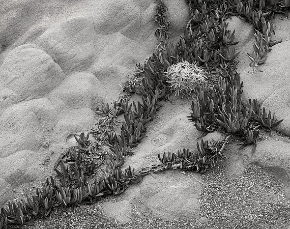 Ice Plant, Sea Ranch, 2020