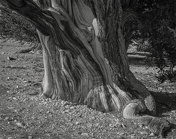 Bristlecone Pine No. 1, Patriarch Grove, 2021  7