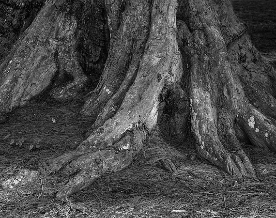 Tree Roots, Waialua Bay, 2016